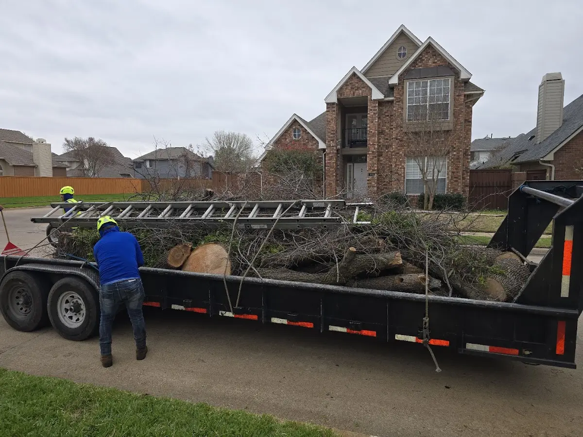 Expert Tree Pest Control with proper safety equipment in Dale